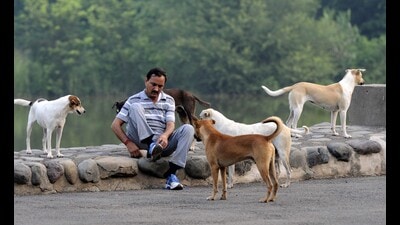 Chandigarh municipal corporation has attributed the drop to measures such as the sterilisation of stray dogs. (HT Photo) Chandigarh municipal corporation has attributed the drop to measures such as the sterilisation of stray dogs. (HT Photo)