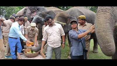Dudhwa camp elephants rejoicing their tasty food items on World Elephant Day, celebrated in Dudhwa on Saturday. (HT PHOTO)