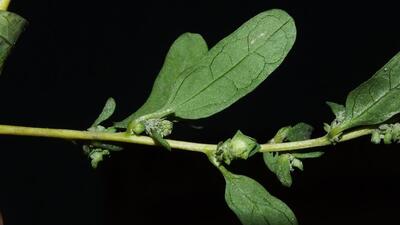 From Panipat, a new species for the world. (PHOTO: NIDHAN SINGH) From Panipat, a new species for the world. (PHOTO: NIDHAN SINGH)