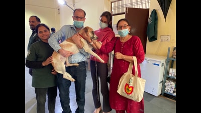 HSI has performed thousands of neutering procedures on stray dogs. (Sourced) HSI has performed thousands of neutering procedures on stray dogs. (Sourced)