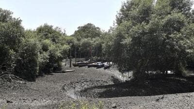 Mumbai, India - April 13, 2018: Mangroves of Sewri Creek in Mumbai, India, on Friday, April 13, 2018. (Photo by Anshuman Poyrekar/Hindustan Times) (Representational Photo) Mumbai, India - April 13, 2018: Mangroves of Sewri Creek in Mumbai, India, on Friday, April 13, 2018. (Photo by Anshuman Poyrekar/Hindustan Times) (Representational Photo)