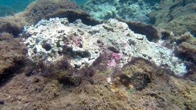 Britain has a long way to go to get a foothold in a global seaweed industry worth $13.3bn (Heather Spalding/College of Charleston via AP) Britain has a long way to go to get a foothold in a global seaweed industry worth $13.3bn (Heather Spalding/College of Charleston via AP)