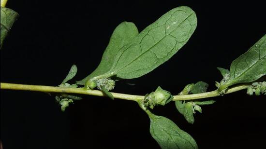 From Panipat, a new species for the world. (PHOTO: NIDHAN SINGH)