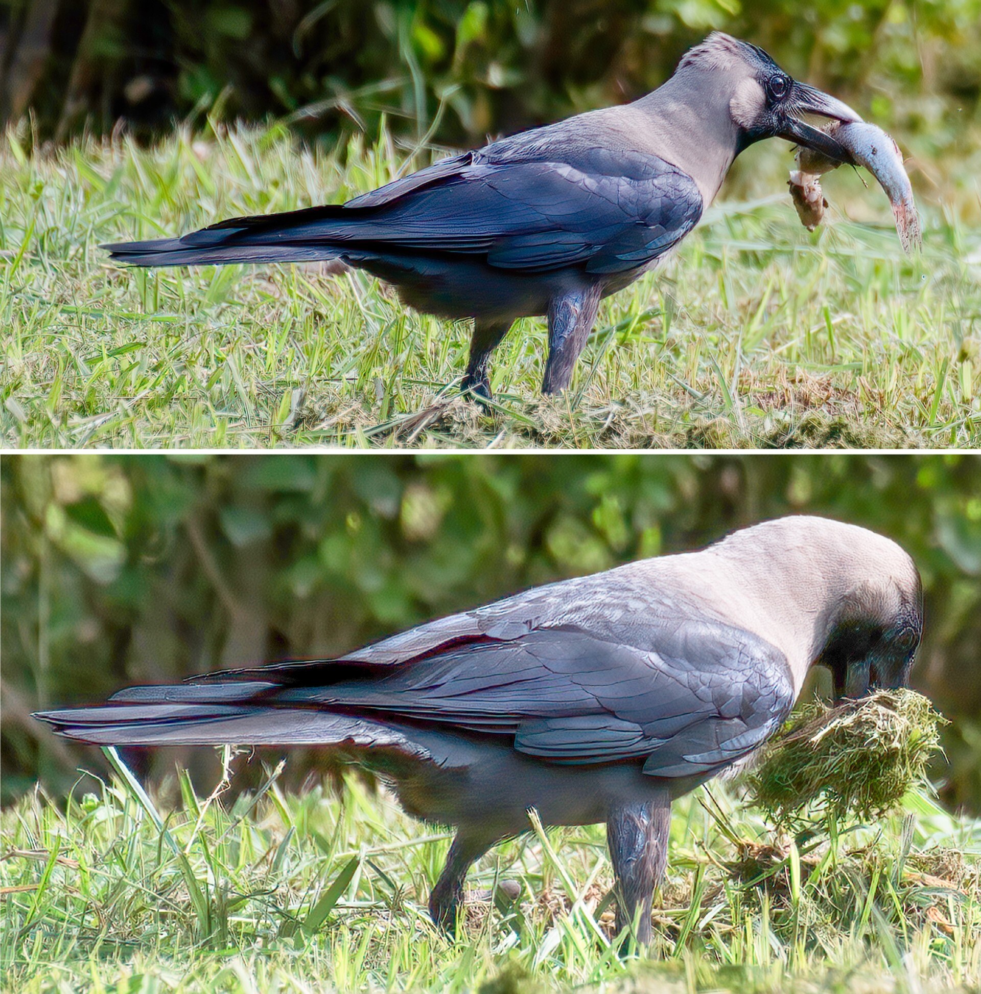 Crow hoards fish and (below) conceals it with grass. (PHOTOS: PARVEEN NAIN) Crow hoards fish and (below) conceals it with grass. (PHOTOS: PARVEEN NAIN)