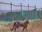 On August 12, information about the cheetah's location was received from the satellite. (PTI)