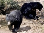 A bear cub was Saturday rescued after its head was trapped inside a tin box near the Amarnath cave shrine in south Kashmir Himalayas (Image used for representation). A bear cub was Saturday rescued after its head was trapped inside a tin box near the Amarnath cave shrine in south Kashmir Himalayas (Image used for representation).