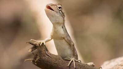 World Lizard Day is crucial for bringing attention to the underappreciated and sometimes disregarded world of lizards. (Pixabay) World Lizard Day is crucial for bringing attention to the underappreciated and sometimes disregarded world of lizards. (Pixabay)