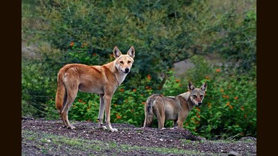 As per the forest department data, currently, over 45 wolves are residing in five-six wolf dens in the grasslands of Saswad. (HT PHOTO) As per the forest department data, currently, over 45 wolves are residing in five-six wolf dens in the grasslands of Saswad. (HT PHOTO)
