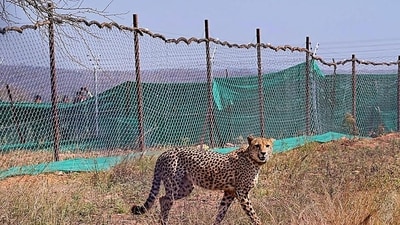 On August 12, information about the cheetah's location was received from the satellite. (PTI) On August 12, information about the cheetah's location was received from the satellite. (PTI)