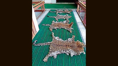 The recovered leopard skins. (ANI) The recovered leopard skins. (ANI)