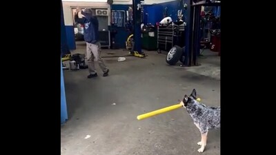 The image shows the dog with a bat ready to hit a ball. (Screengrab)