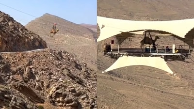 CGI camel enjoying the longest zipline in UAE. (Instagram/@raynatours_) CGI camel enjoying the longest zipline in UAE. (Instagram/@raynatours_)