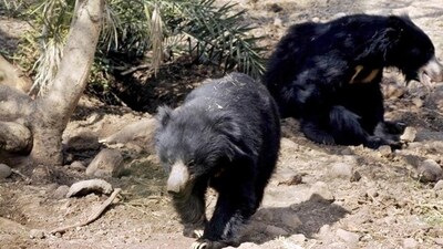 A bear cub was Saturday rescued after its head was trapped inside a tin box near the Amarnath cave shrine in south Kashmir Himalayas (Image used for representation).
