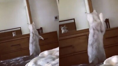 Cat gets confused after seeing its ears in the mirror. (Twitter/@buitengebieden) Cat gets confused after seeing its ears in the mirror. (Twitter/@buitengebieden)