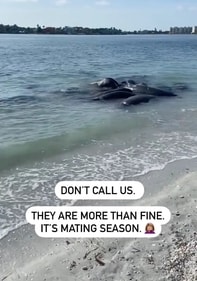 Why you shouldn’t call 911 when you see them (Pinellas County Sheriff's Office) Why you shouldn’t call 911 when you see them (Pinellas County Sheriff's Office)