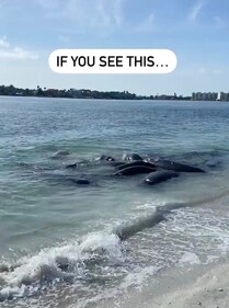 Why you shouldn’t call 911 when you see them (Pinellas County Sheriff's Office) Why you shouldn’t call 911 when you see them (Pinellas County Sheriff's Office)