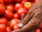 Out of 71,500 kg of tomatoes, 36,500 kg were sold on August 12, while 35,000 kg on August 13, it added. Tomatoes were sold at a subsidised rate of  <span class='webrupee'>₹</span>70 per kg. (File)