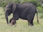 The image shows a mama elephant helping her newborn baby. The image shows a mama elephant helping her newborn baby.