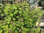 tulsi_plant_health_benefits