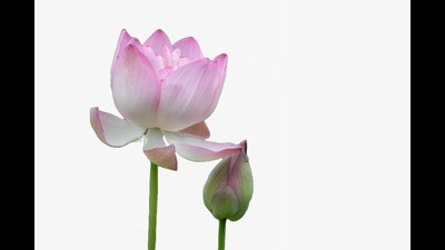 CSIR-NBRI launches improved lotus variety ‘Namoh 108’ (sourced) CSIR-NBRI launches improved lotus variety ‘Namoh 108’ (sourced)