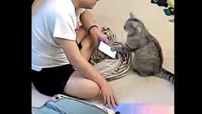 Snapshot of the cat and the man who was on his phone. (Twitter) Snapshot of the cat and the man who was on his phone. (Twitter)