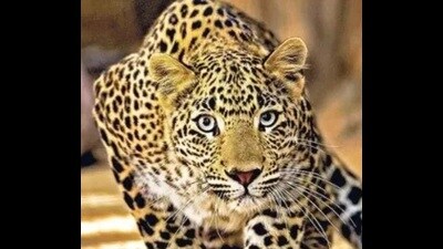 During a rescue operation in Mahada village, Dhampur area, on Sunday night, a forest department employee was injured in a leopard attack (HT File) During a rescue operation in Mahada village, Dhampur area, on Sunday night, a forest department employee was injured in a leopard attack (HT File)