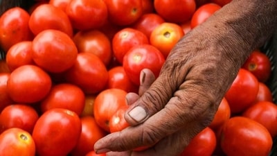 Out of 71,500 kg of tomatoes, 36,500 kg were sold on August 12, while 35,000 kg on August 13, it added. Tomatoes were sold at a subsidised rate of  ₹70 per kg. (File)