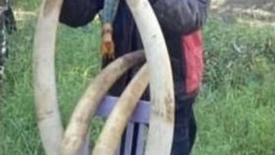 The arrested poachers confessed that they were involved in killing of two rhinos at the Manas National Park. (Representative file image) The arrested poachers confessed that they were involved in killing of two rhinos at the Manas National Park. (Representative file image)