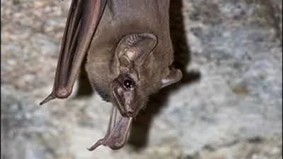 The black-bearded tomb bat. (Chaitra/Rajesh)