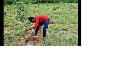 The state had set the target of planting total 35 crore saplings this year of which 30 crore were planted on July 22, including 27,29,538 in Lucknow. (HT File) The state had set the target of planting total 35 crore saplings this year of which 30 crore were planted on July 22, including 27,29,538 in Lucknow. (HT File)