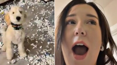 The image shows a woman's reaction to the mess created by her dog. (Reddit/@KenzoAtreides) The image shows a woman's reaction to the mess created by her dog. (Reddit/@KenzoAtreides)