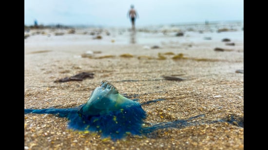 According to a 2013 article by the Mumbai Research Centre of the Central Marine Fisheries Research Institute, “Despite its outward appearance, the man-o’-war is not a true jellyfish (true jellyfish are those that belong to the class Scyphozoa) but a Siphonophore, which differs from jellyfish as it is not actually a single organism, but is a colony of numerous organisms called polyps (or zooids) that are so specialised that they cannot live without each other.” (HT PHOTO)