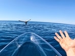 Humpback whale doing ‘tail sailing’. Humpback whale doing ‘tail sailing’.