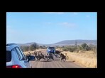 Baboons attacking leopard in a wild chase. Baboons attacking leopard in a wild chase.
