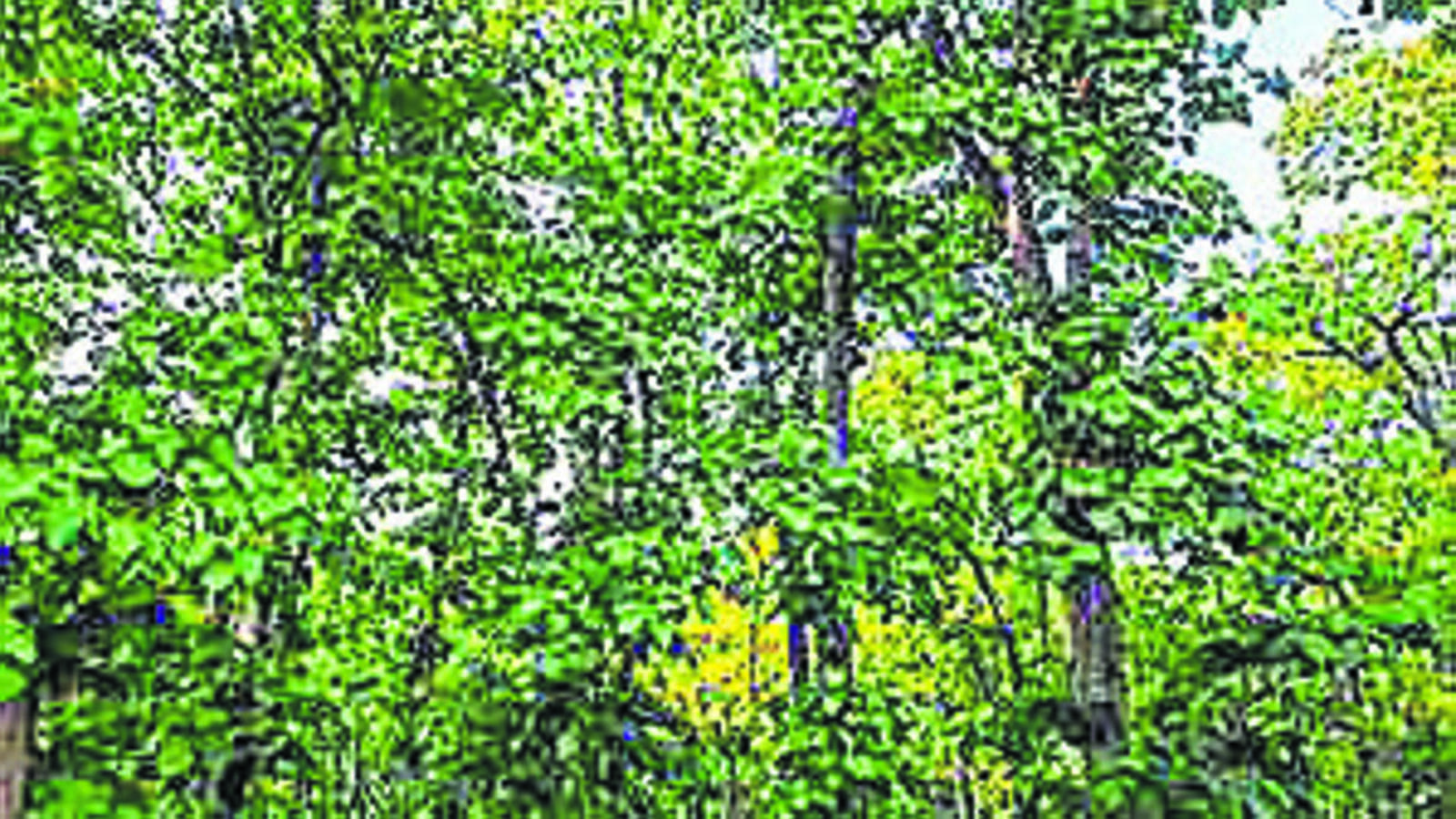 Odisha puts order on deemed forests on hold - Vimarsana News