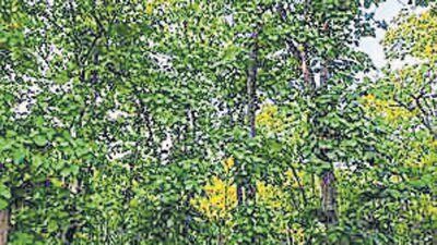 An earlier letter sent to district collectors on August 11 by Satyabrata Sahu, additional chief secretary, stated that the amended forest conservation law clearly defined and specified forests. “The concept of deemed forest is now removed,” the letter said, a copy of which was seen by HT. (AP) An earlier letter sent to district collectors on August 11 by Satyabrata Sahu, additional chief secretary, stated that the amended forest conservation law clearly defined and specified forests. “The concept of deemed forest is now removed,” the letter said, a copy of which was seen by HT. (AP)