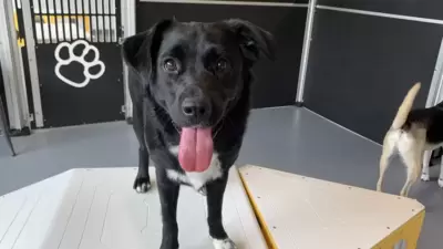 A pet named Mona who perished in the flash flooding. (X (formerly Twitter)) A pet named Mona who perished in the flash flooding. (X (formerly Twitter))