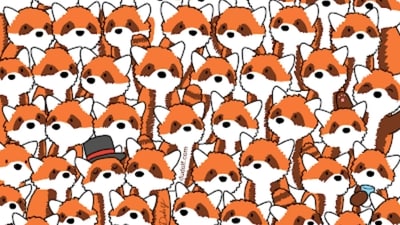 Brain Teaser: Can you spot 3 foxes among these red pandas in 10 seconds or less? (Gergely Dudás) Brain Teaser: Can you spot 3 foxes among these red pandas in 10 seconds or less? (Gergely Dudás)