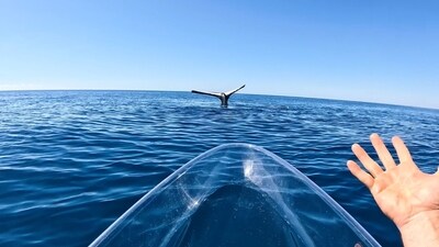 Humpback whale doing ‘tail sailing’. (YouTube/YBS Youngbloods) Humpback whale doing ‘tail sailing’. (YouTube/YBS Youngbloods)