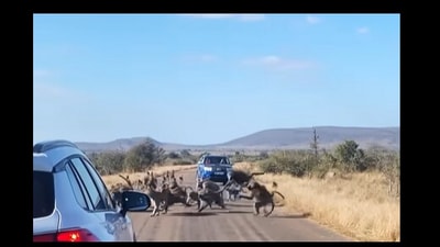 Baboons attacking leopard in a wild chase. (YouTube/@LatestSightings) Baboons attacking leopard in a wild chase. (YouTube/@LatestSightings)