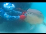 Snapshot of the man saving a shark who was stuck. Snapshot of the man saving a shark who was stuck.