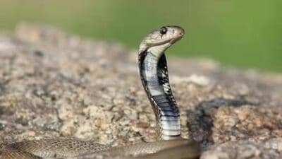 Forest officials said that the members of the racket used to catch snakes from different location of the state and extract venom from them. (Representative Image)