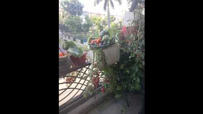 My gardening venture serves as an illustration of organic farming within confined spaces. (HT Photo)
