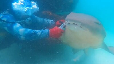Snapshot of the man saving a shark who was stuck. (Instagram/@TezzFelde)