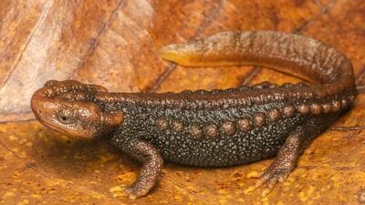 Tylototriton zaimeng, the newly-identified salamander species. (Photo courtesy AM Bragin and H Decemson) Tylototriton zaimeng, the newly-identified salamander species. (Photo courtesy AM Bragin and H Decemson)