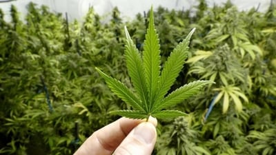 Adults in Germany aged between 18 and 25 years old that consumed cannabis at least once nearly doubled in 2021 (Photo for representation) Adults in Germany aged between 18 and 25 years old that consumed cannabis at least once nearly doubled in 2021 (Photo for representation)