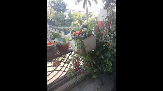 My gardening venture serves as an illustration of organic farming within confined spaces. (HT Photo)