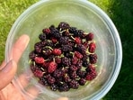 5_fruits_to_manage_cholesterol_levels
