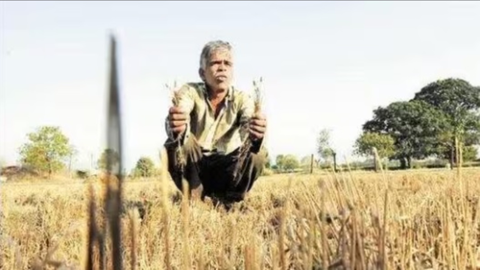 Rainfall deficient dists of U.P: Date for crop insurance, seed kits' distribution extended - Vimarsana News