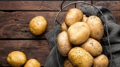 National Potato Day 2023: Date, history, significance, celebration National Potato Day 2023: Date, history, significance, celebration